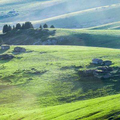 蒙古国“十亿棵树计划”启动以来已种植4200万棵树